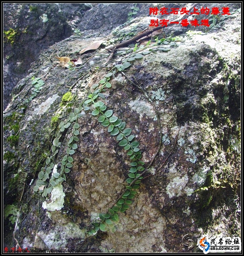 阳春市八甲镇人口情况_阳春市八甲镇仙湖山庄
