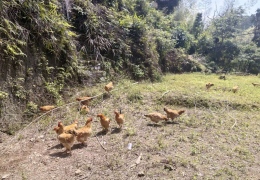 �Լ�������ĸ���˼�̫��