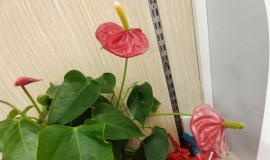 ʲô��С���У�ʯ��Ϊʲô��С���У�Ϊʲô����Ҳ��ʯ�ģ�ȫ���綼��ʯ�ģ�