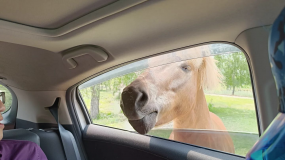 ʮһ������ï�����ǻ���Ұ������԰��������������ʱ��