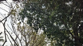 �ֲ�������˵û����ζ�ˣ�ï���������������Ҳ�Ҳ�������