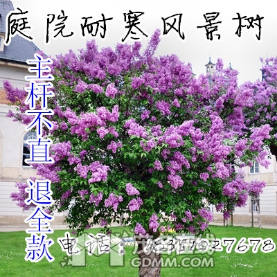 ���㻨.jpg