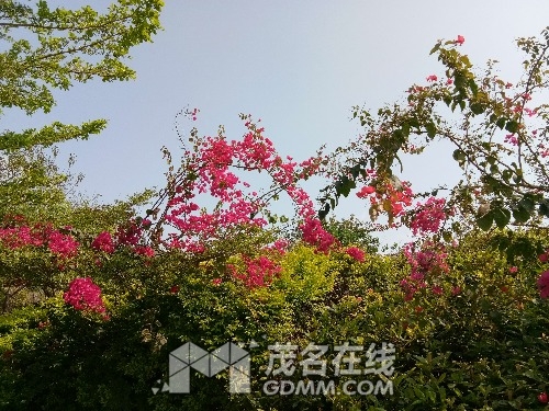 IMG_20170403_152335.jpg