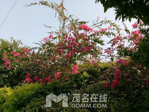 IMG_20170403_152029.jpg