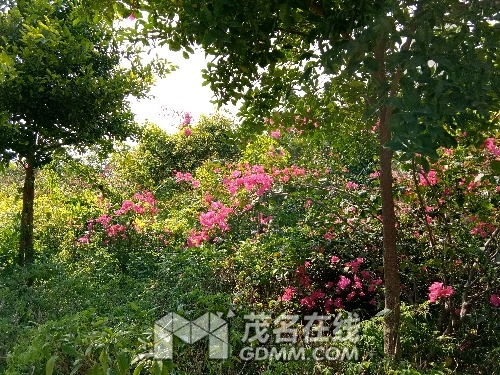 IMG_20170403_151610.jpg