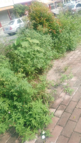 IMG_20170729_154642.jpg