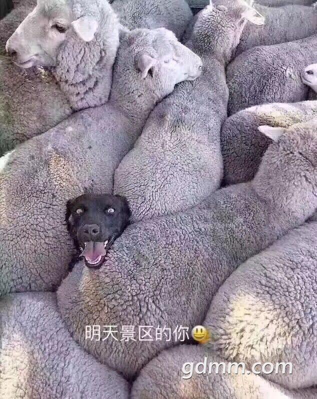 ���ɹ�����.jpg