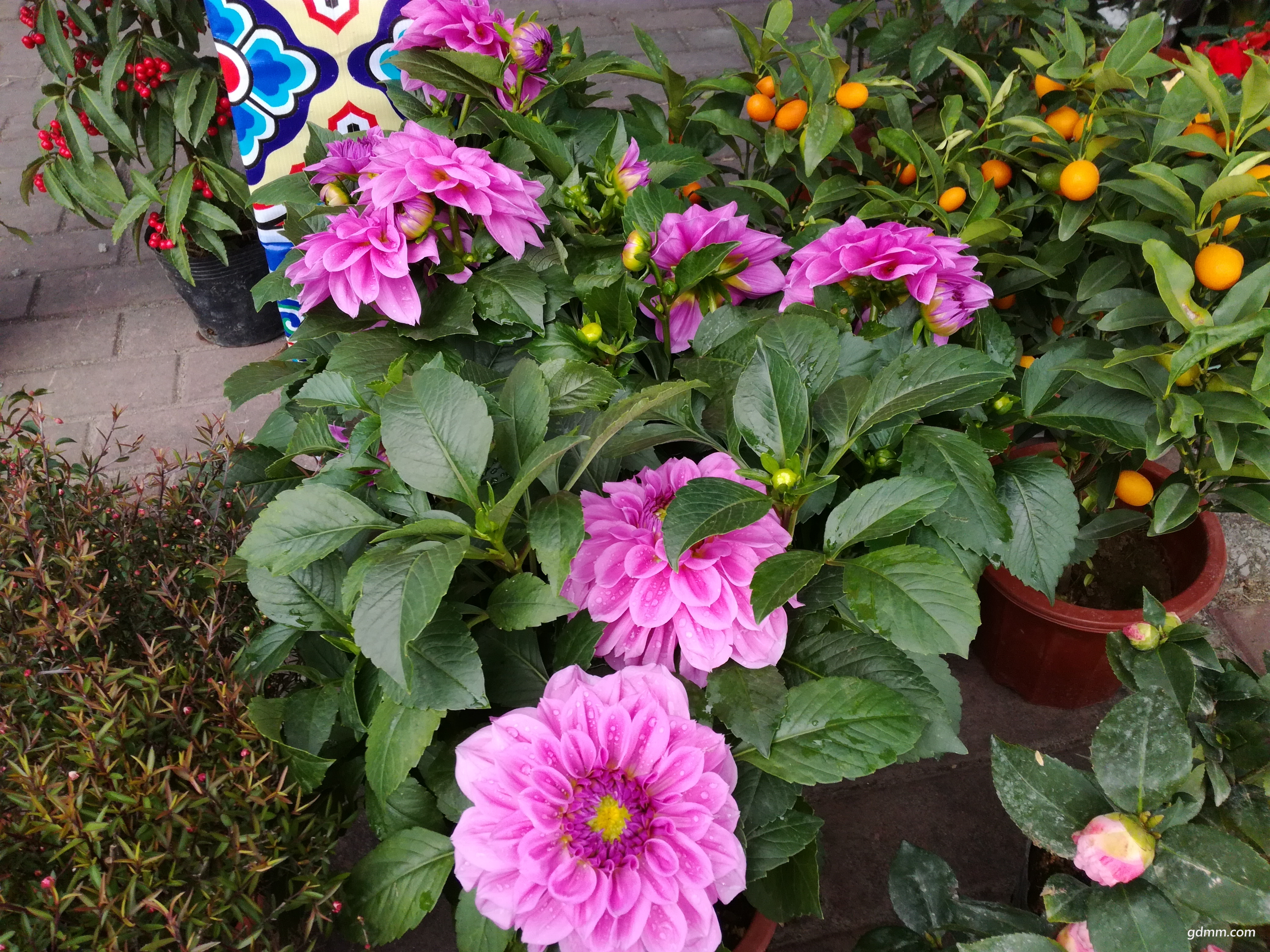 IMG_20180127_163111.jpg