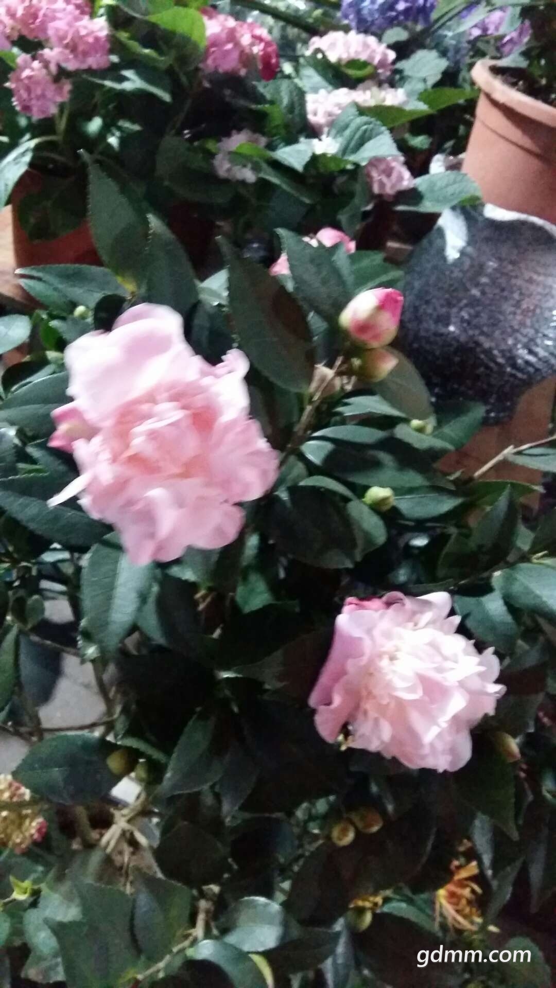 ΢��ͼƬ_20180131215707.jpg