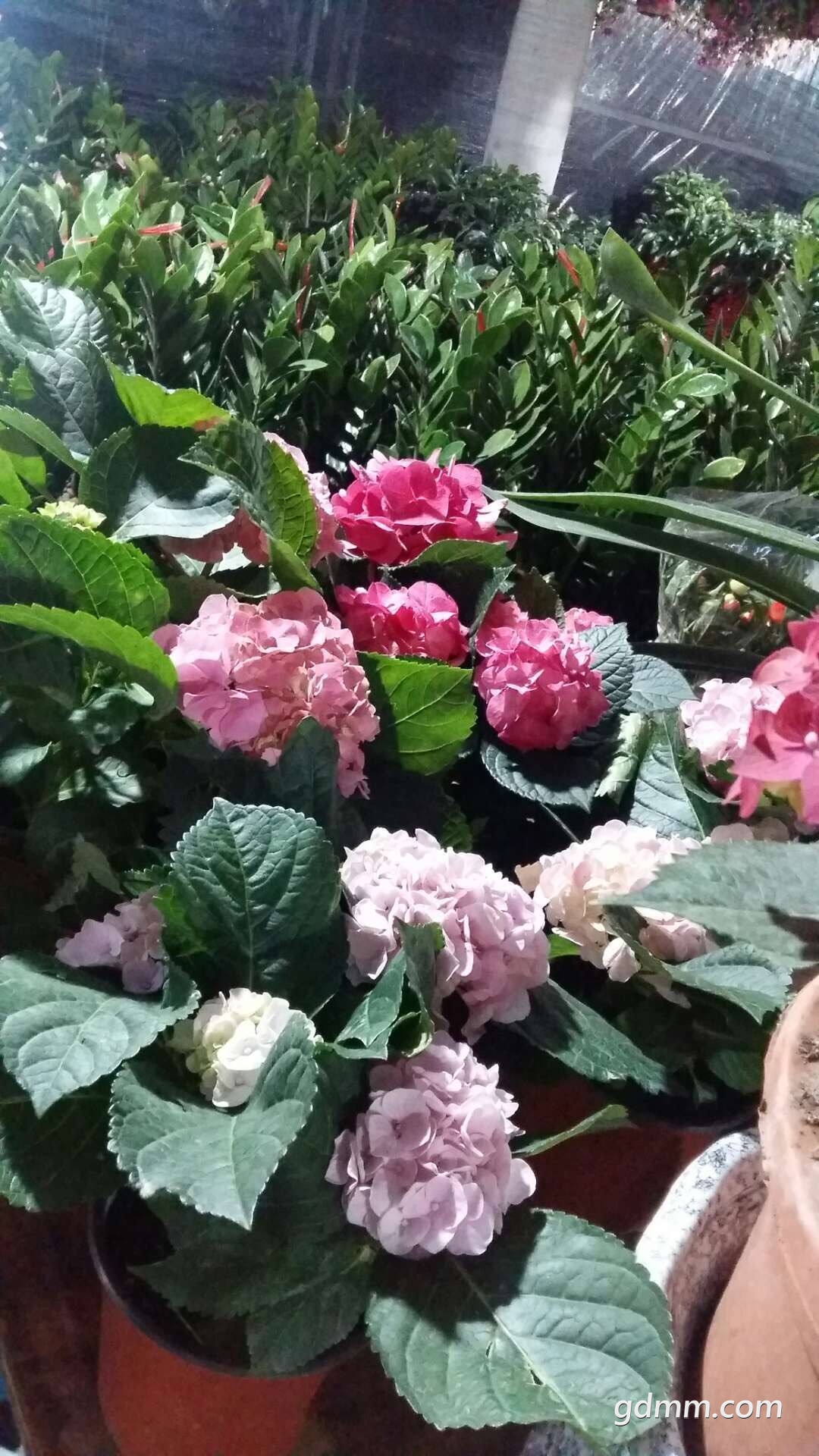 ΢��ͼƬ_20180131215712.jpg