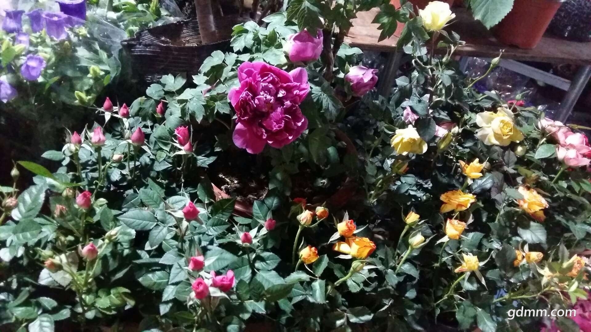 ΢��ͼƬ_20180131215709.jpg