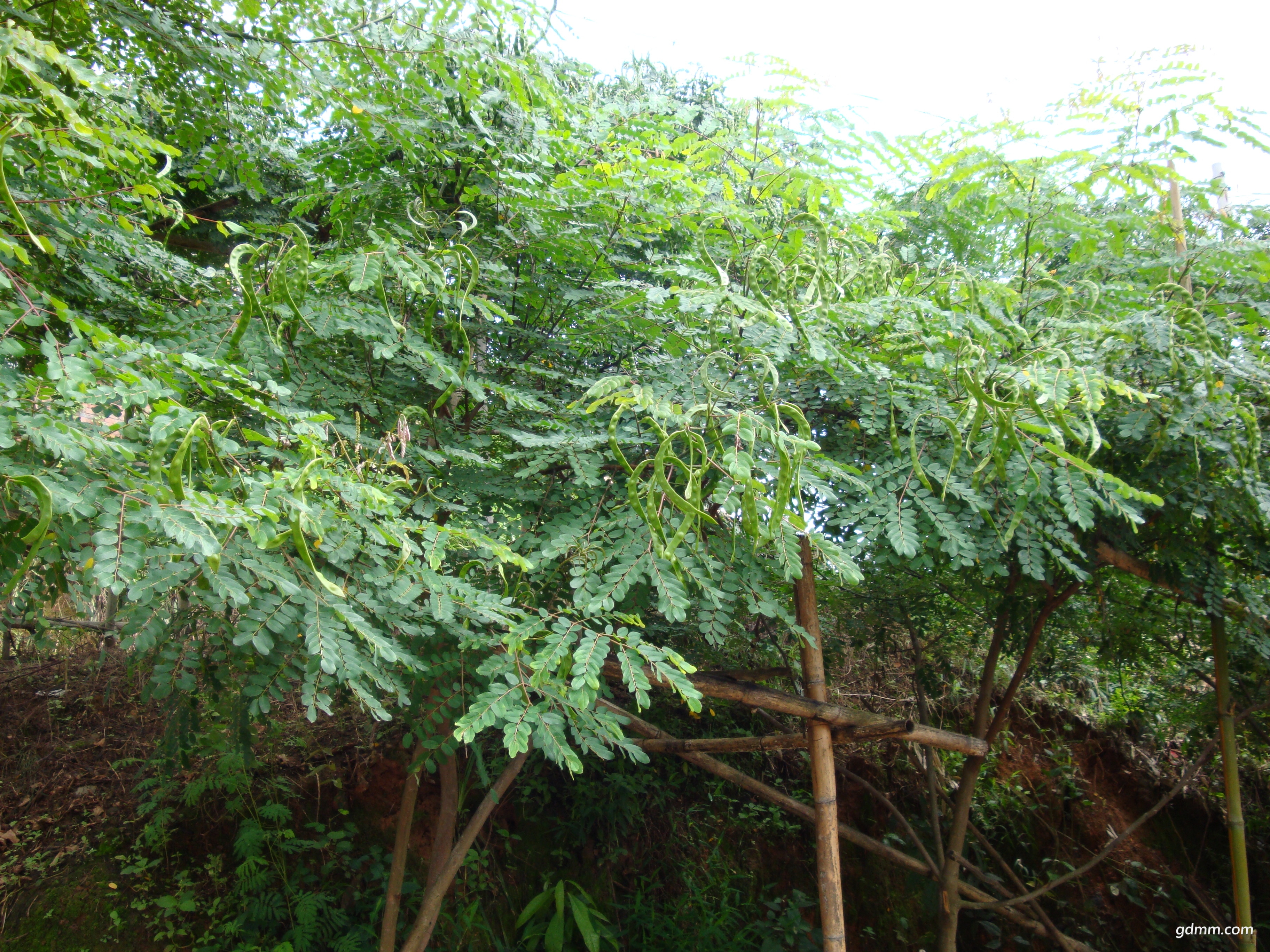 DSC00646.JPG