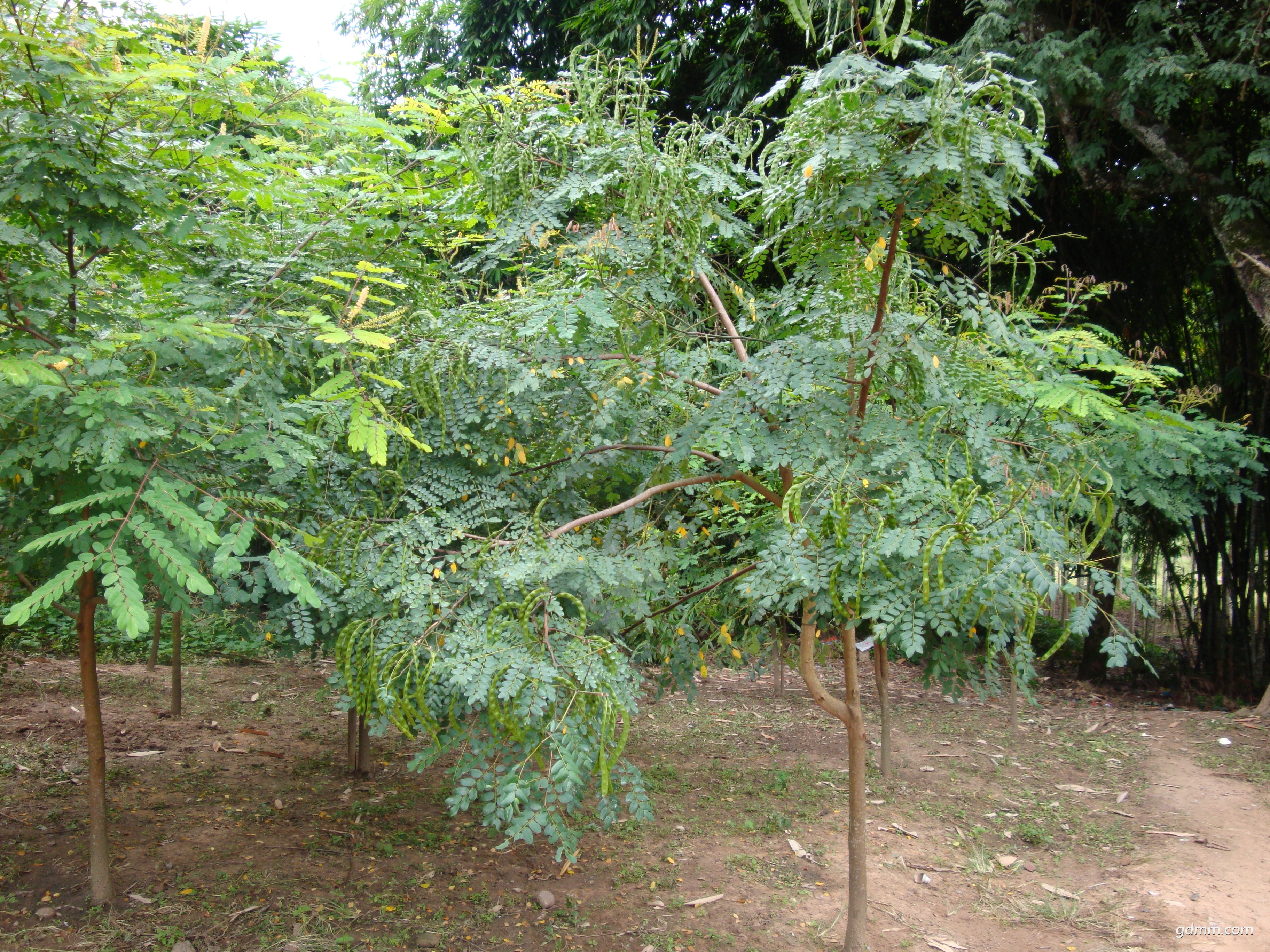 DSC00832.JPG