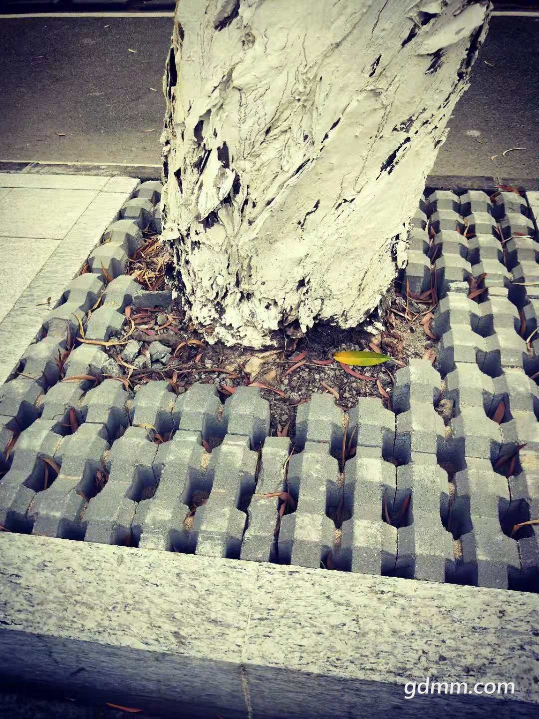 437956205075502982.jpg