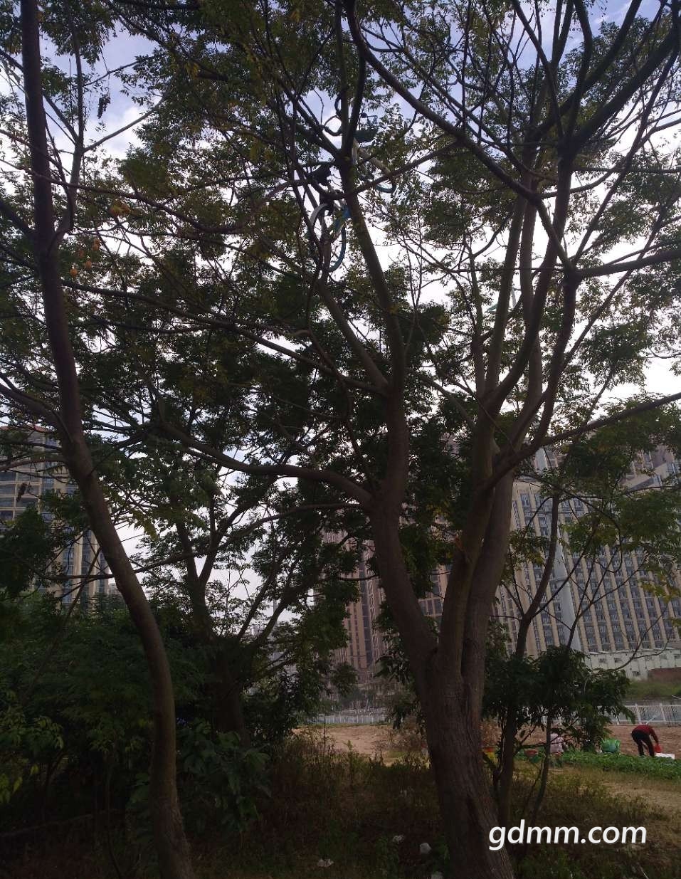 092231vcq2l155vglldq51_����.jpg