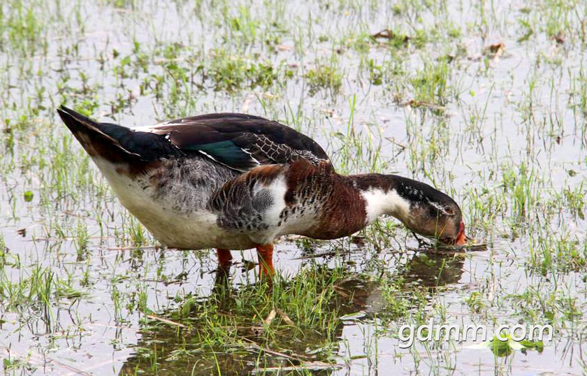 各位老铁请问茂名市区哪里可以买到胡鸭