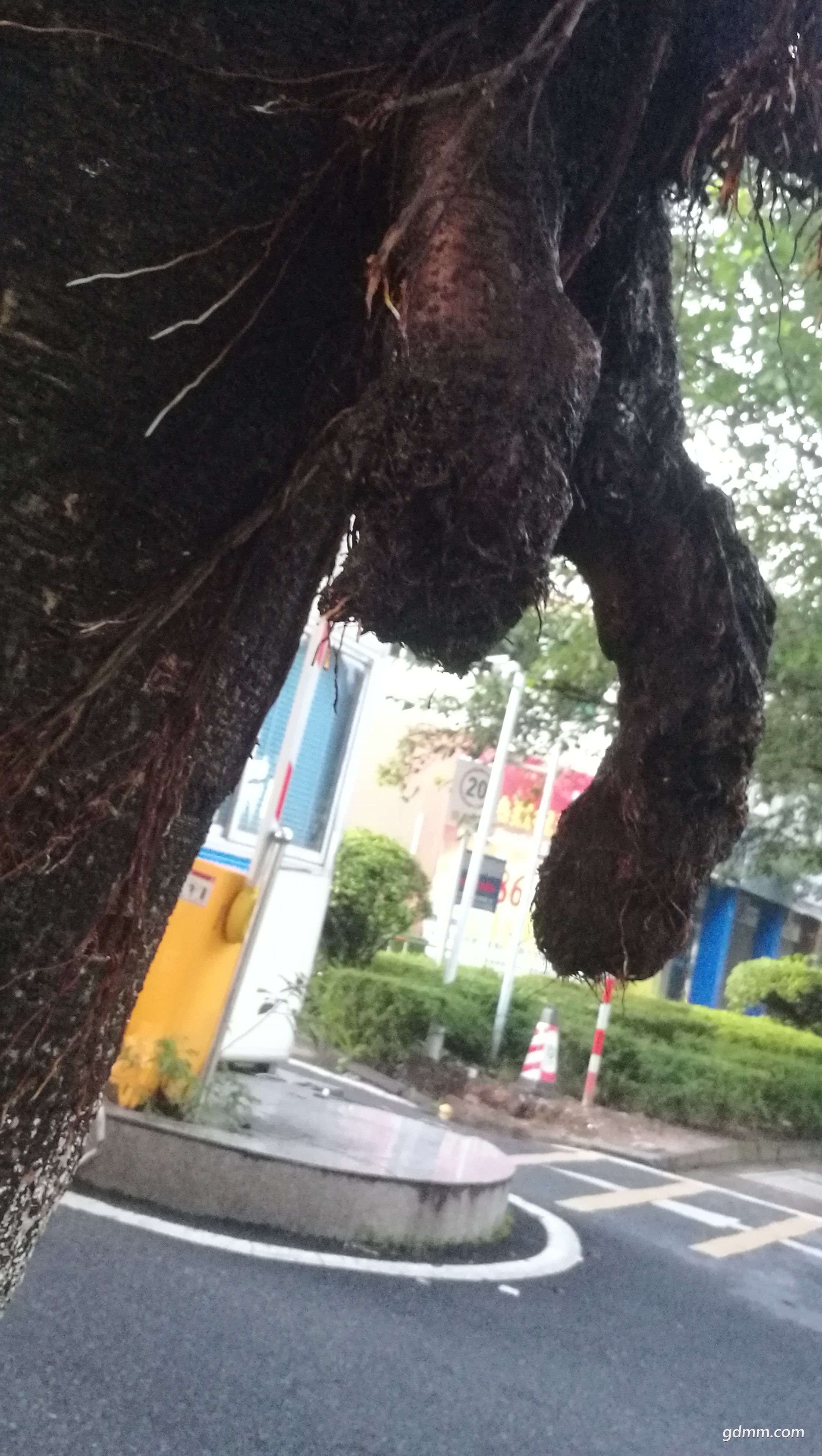 IMG_20180801_061600.jpg