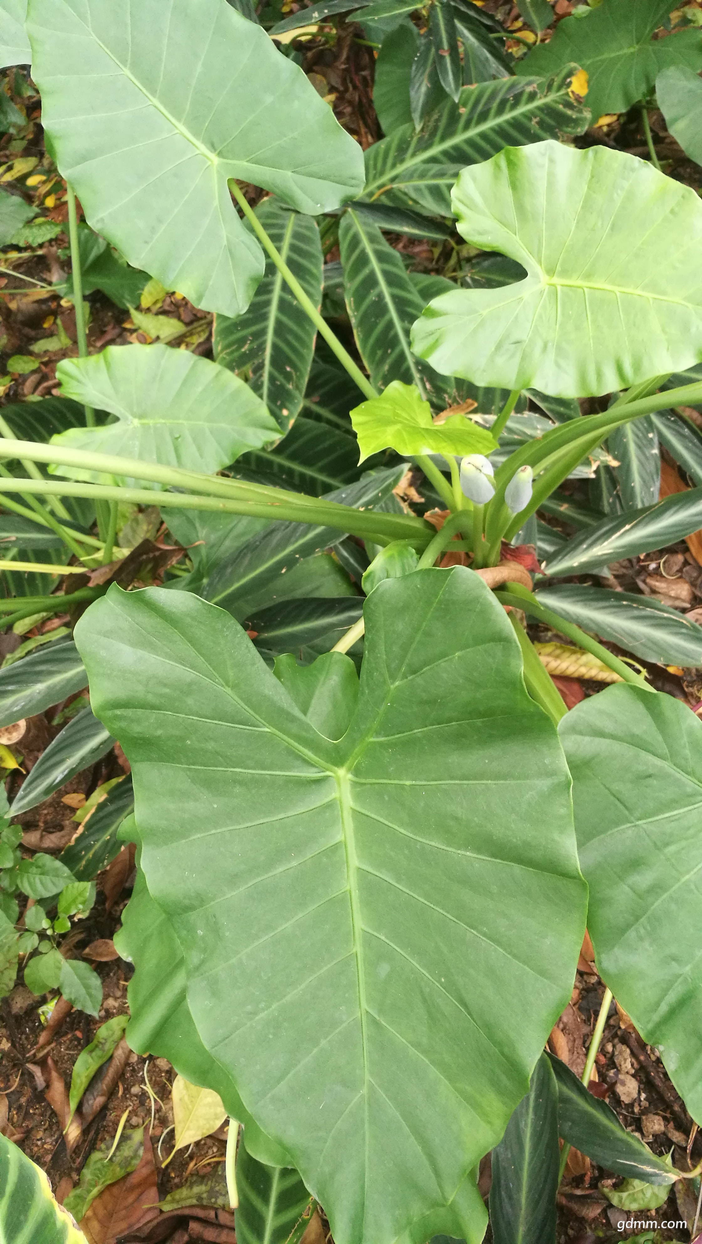 树叶根茎里的问号