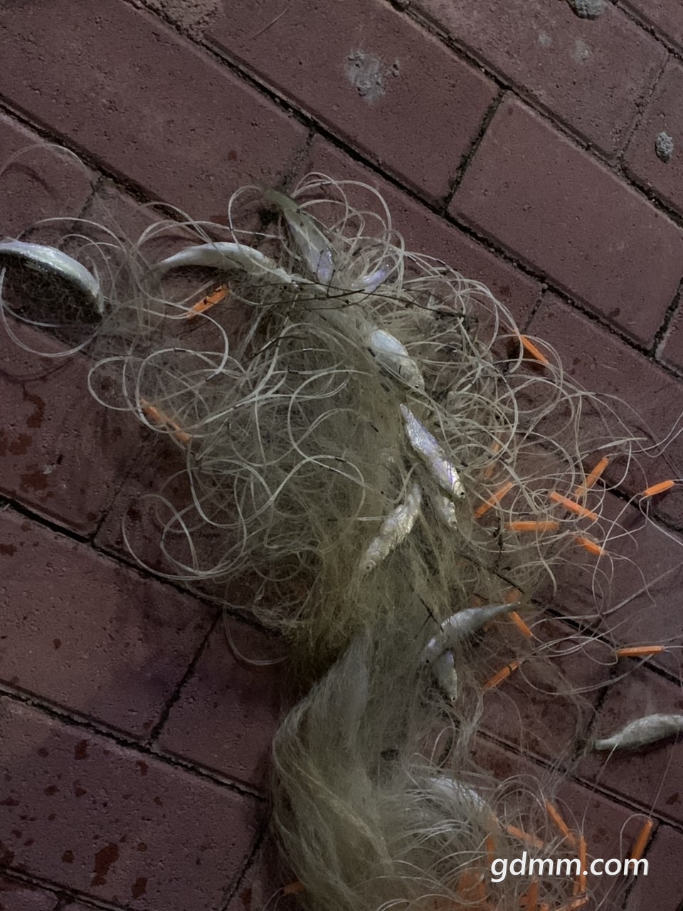 2019030632532691551876123747766.jpg