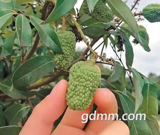 ��֦.jpg
