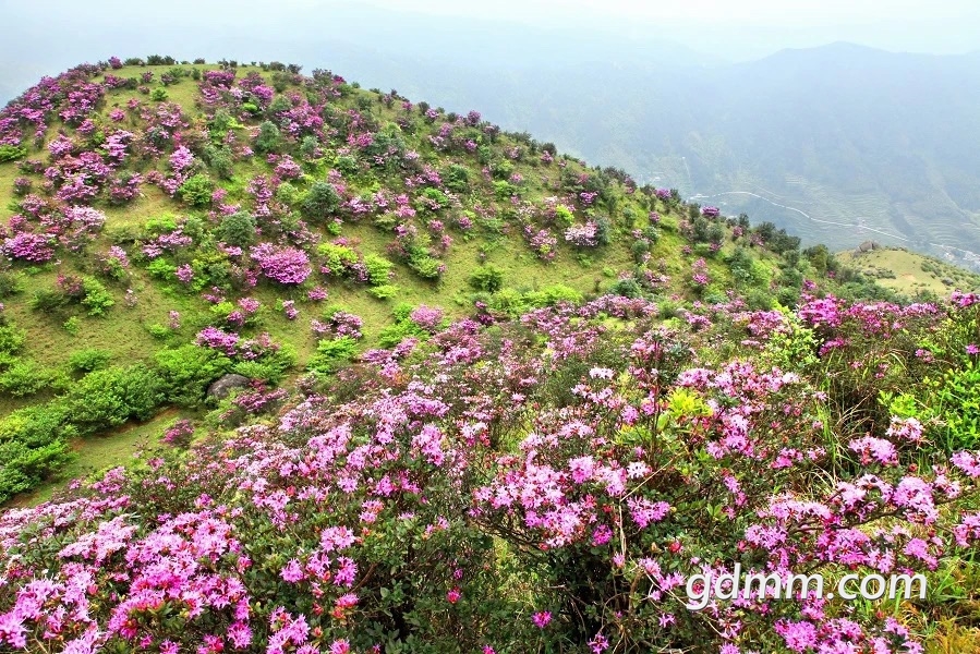 FlQisOlGioiiaC6WQwmrVeJ4XGlz.jpg
