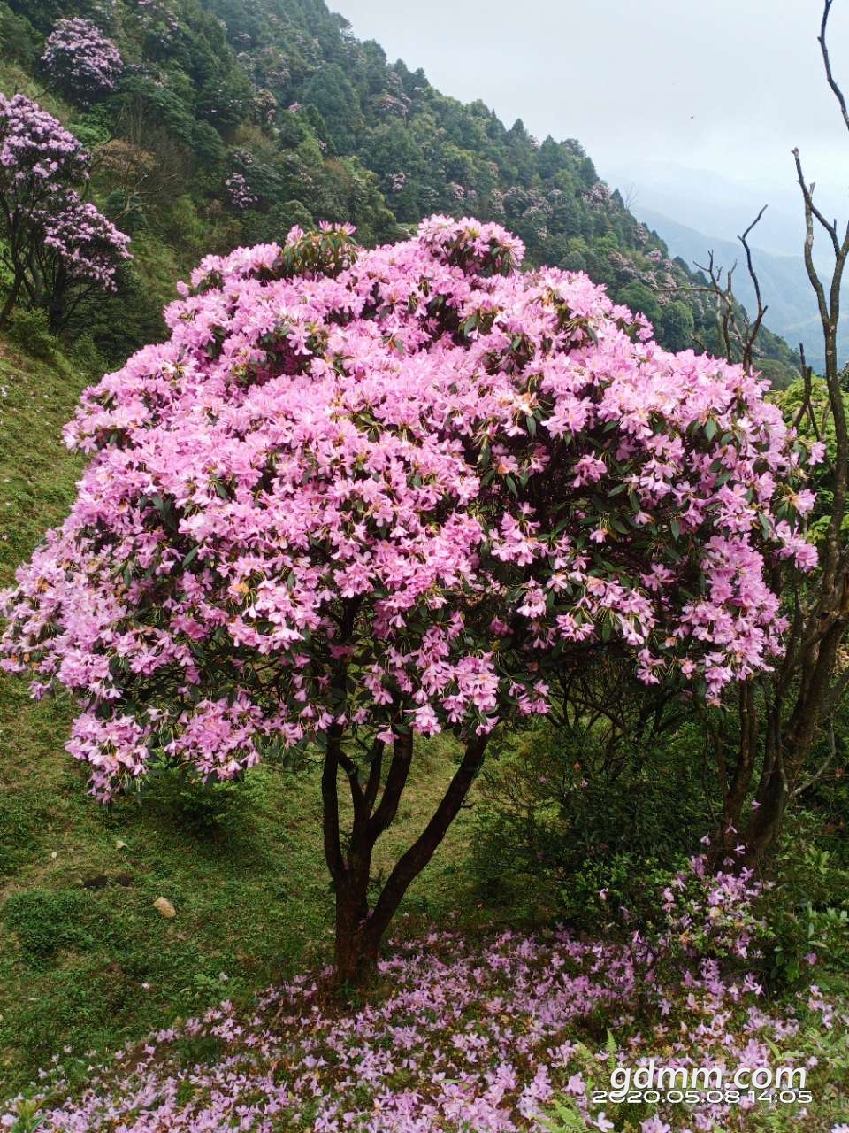 分享鸡笼顶云毛锦杜鹃