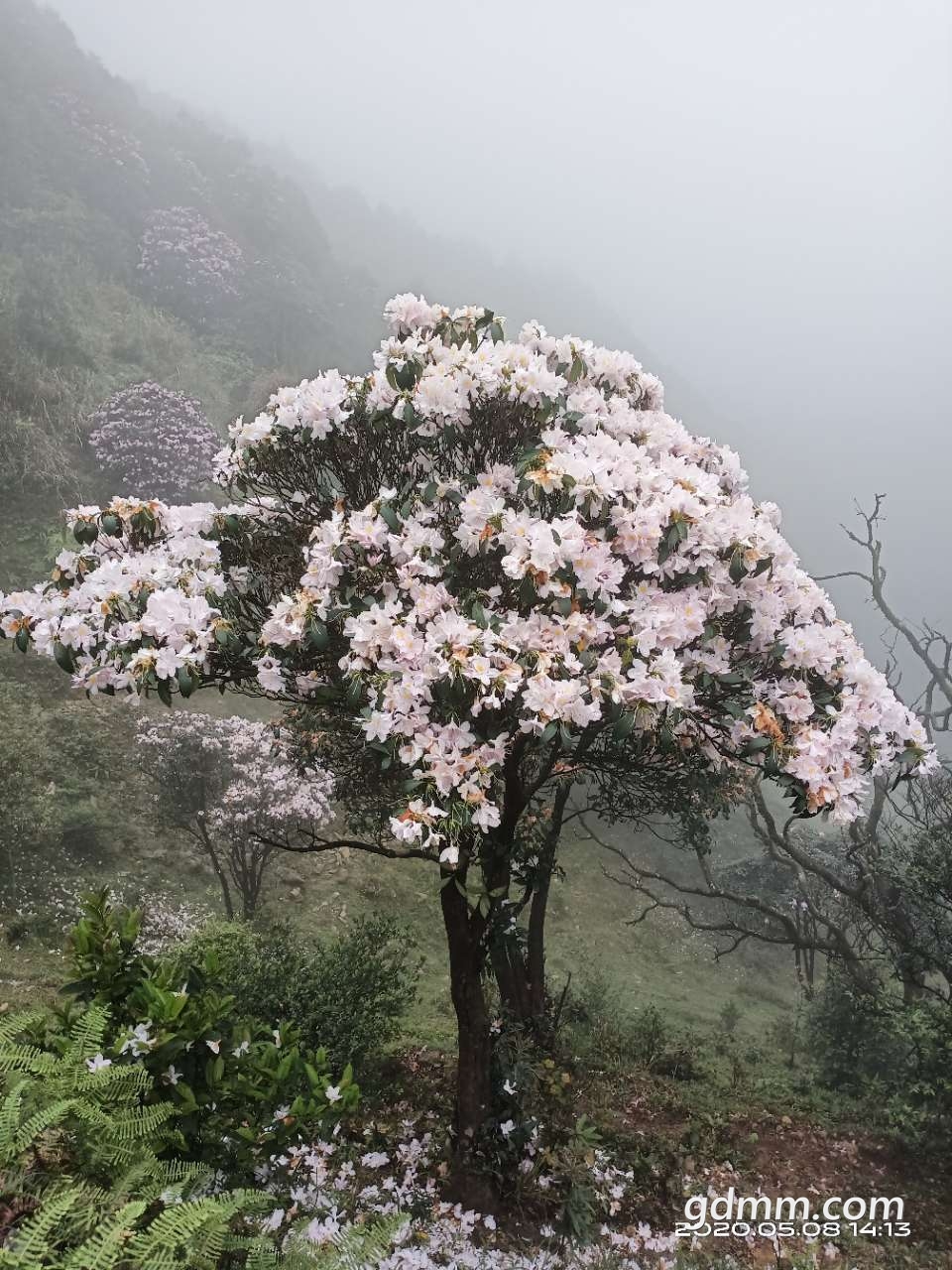 分享鸡笼顶云毛锦杜鹃