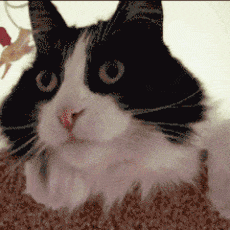 ΢��ͼƬ_20200518130406.gif