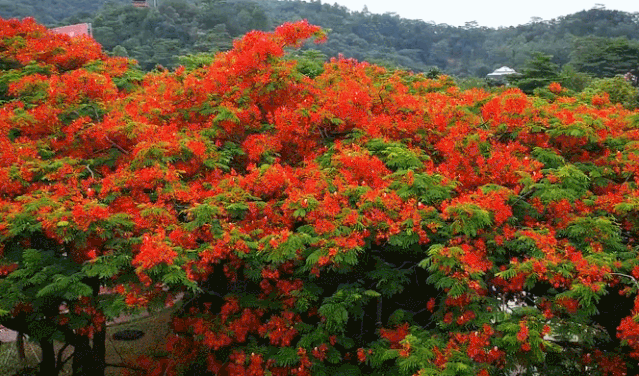 20200524_3256765_1590319315984.gif