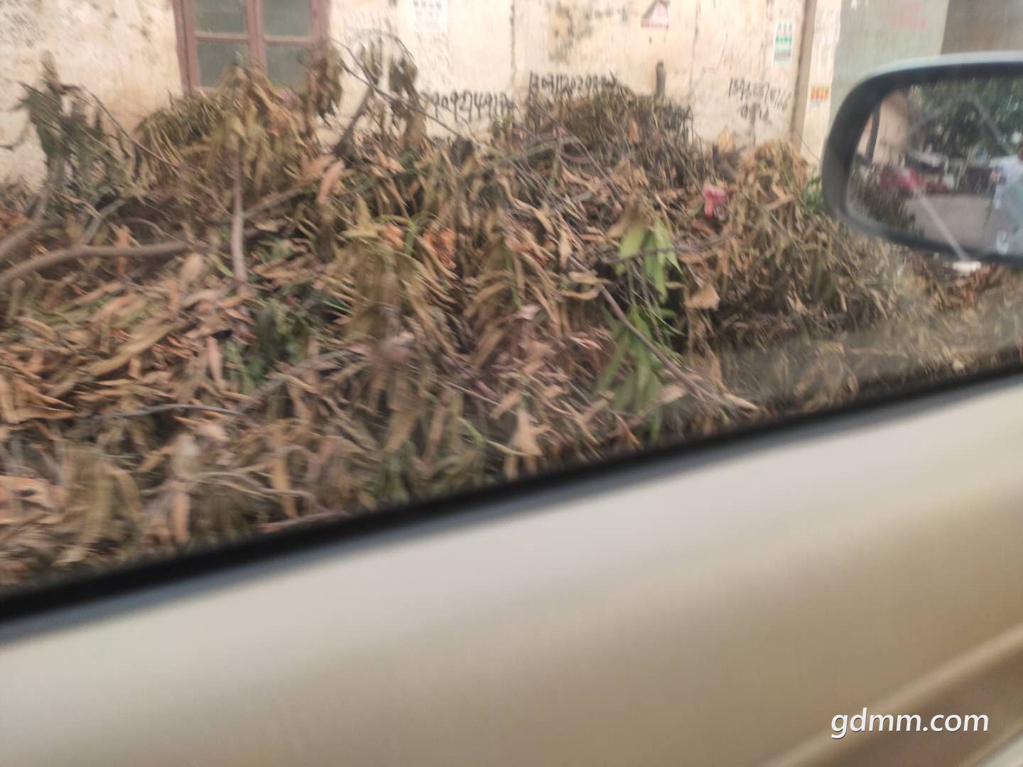 ��ʱ��ѷŲ������������͵���֦�Ѿ���ʼ����