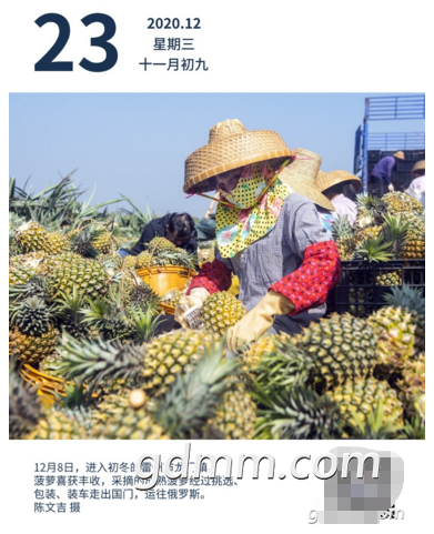 湛江地区关于菠萝麻子的叫法