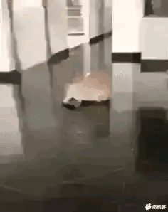 front2_0_Fu4LhCXlkDcH7iIsN7YMMzy0a1OT.1609920261.gif