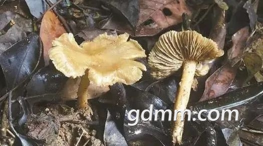 122152vq8npx131pumagm1.jpeg