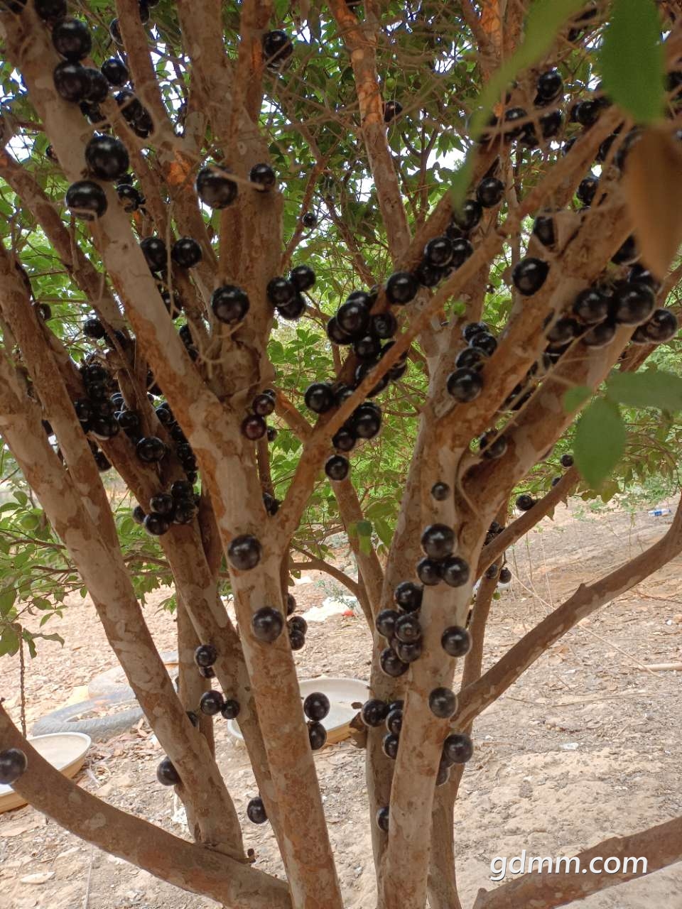 有谁知道这是什么树树上面长满黑色的果子