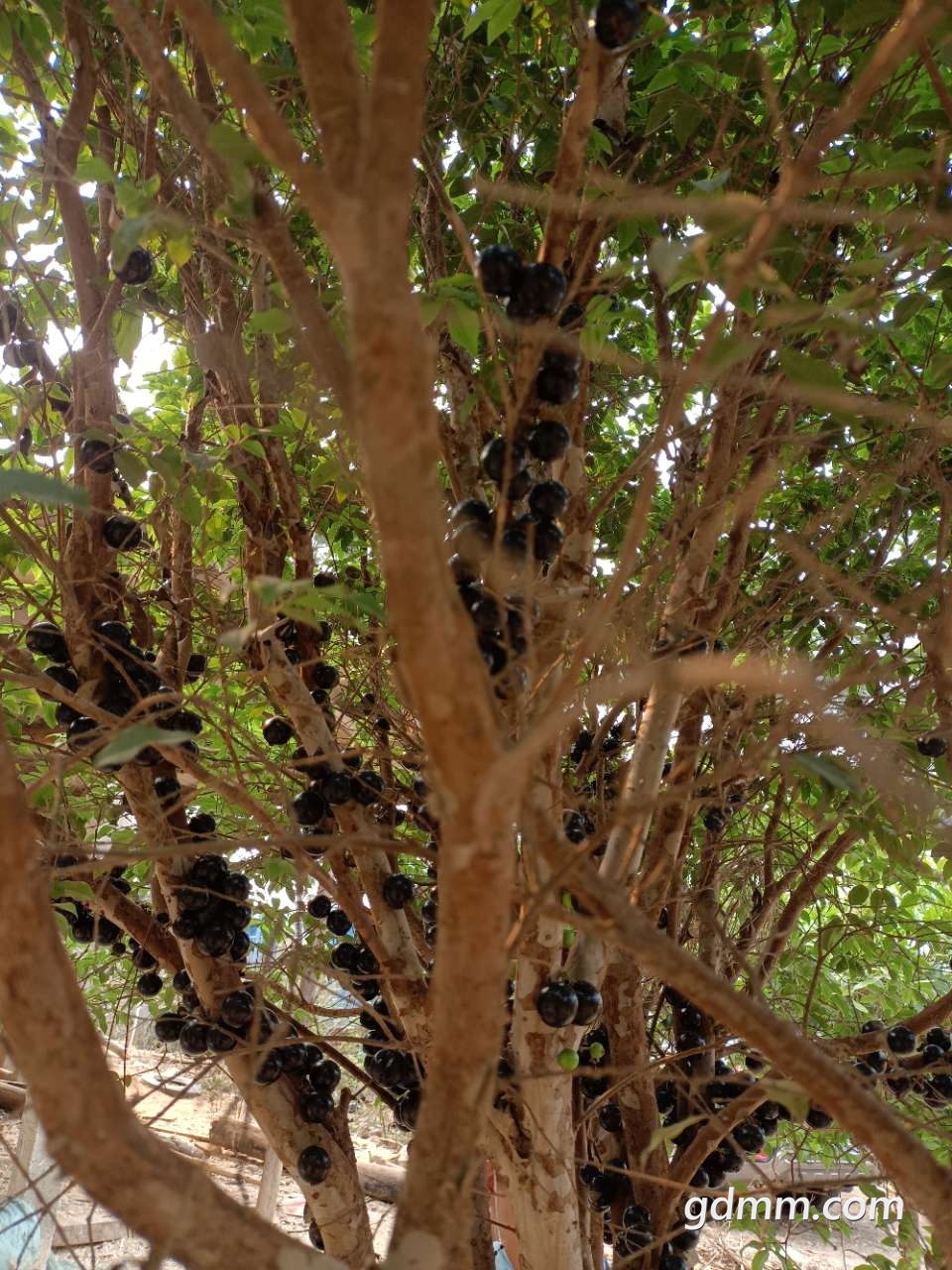 有谁知道这是什么树树上面长满黑色的果子