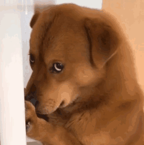 front1_0_FhA2LfPqgueO1lCQQmaVUmk1IOtt.1618312431.gif