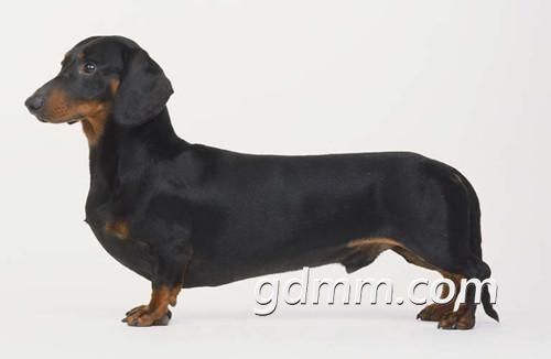 万能的线友哪里有腊肠狗卖