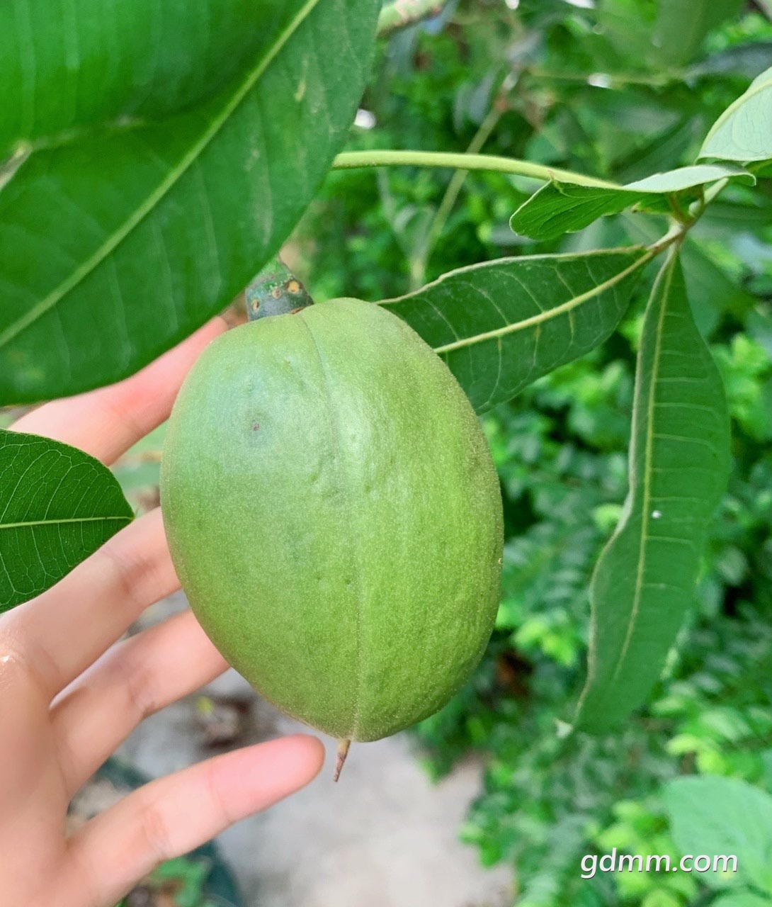 发财树打果这个果子能吃的吗