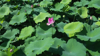 ΢��ͼƬ_20210803154505.gif