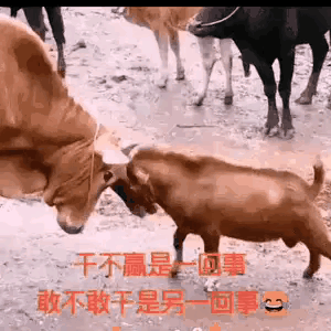 20220313150059front2_0_3287271_ll1Br9eeOfoqh4p4D9kGyobSoTmB.gif