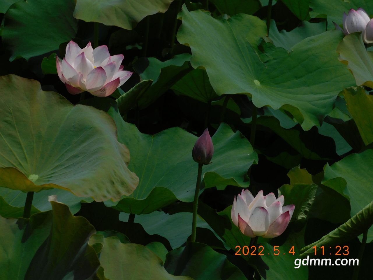 20220504130313front2_0_3377019_Fv1obcmaiunLZ0Ii4sy6Y3HvSns6.jpg