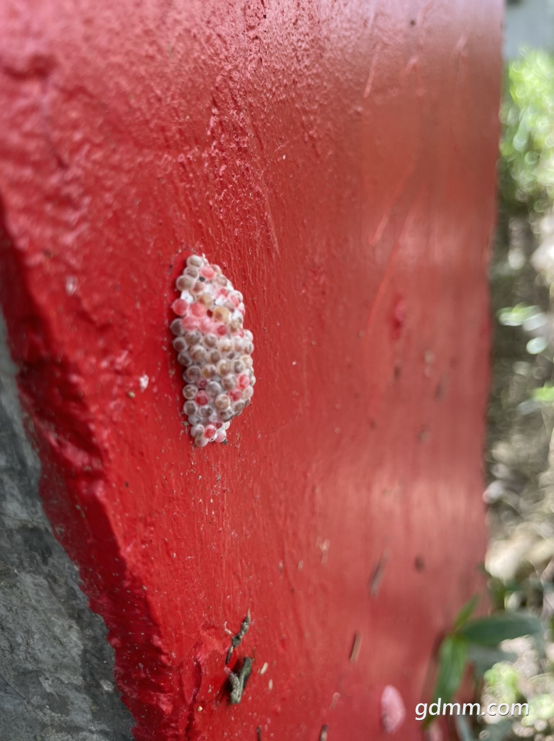 请问这是什么虫的卵