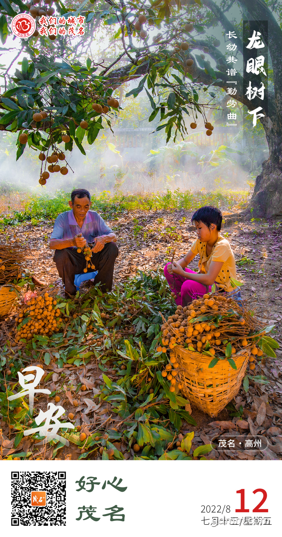 好心茂名每日一图龙眼树下