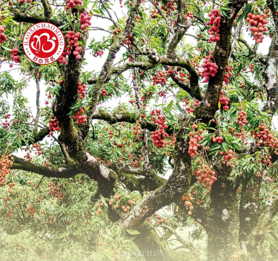 ��֦����10-�������Ա�����Ĥ750X1550mm(1)(1).jpg