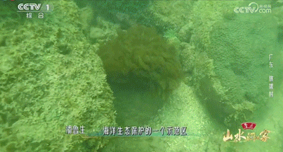 153618vpkohlop06p62yvs.gif