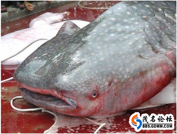 长坡水库食人鱼-茂名论坛-话说茂名